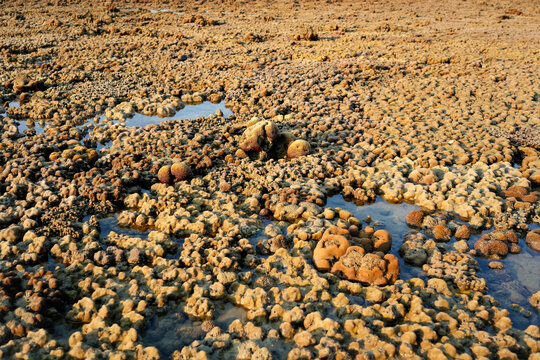 Brain coral, left bare and beautiful by the retreating ocean's embrace during a dramatic low tide.