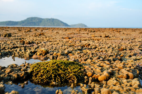 Vast coral reef uncovered by low tide tropical landscape.