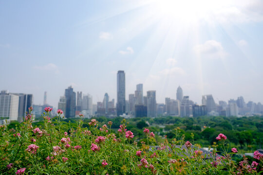 Pink flowers bloom brightly on the rooftops against the backdrop of a city of skyscrapers and a natural landscape, washed by the dazzling rays of the sun, creating an ecological paradise.