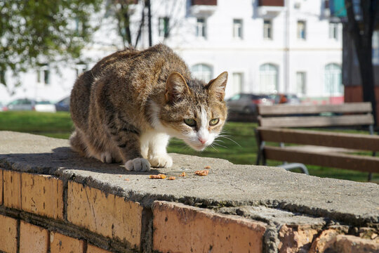  The cat sits on a brick parapet above the cat's food, eats it and looks to see if someone else is coming.