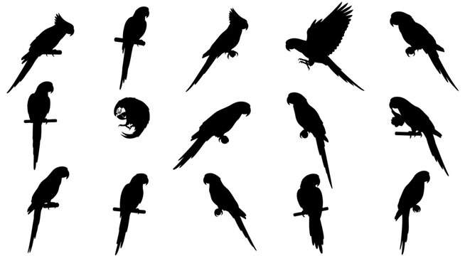 Collection of diverse parrot silhouettes in various poses including perching flying and standing isolated on a clean white background showcasing elegant avian forms and natural