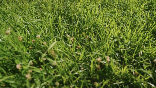 Sunlit green grass closeup in park, meadow scene evokes family weekend calm, soft bokeh trees distant, clover blooms, gentle breeze, natural texture ideal for picnic and outdoor leisure