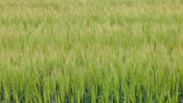 風に揺れる緑の麦の穂とてんとう虫のクローズアップ（福岡県小郡市）