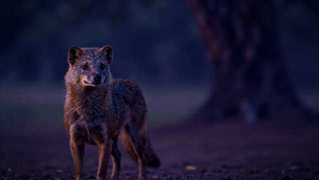 hyper-realistic portrait of a Sokoke dog-mongoose in a Kenyan coastal forest at twilight