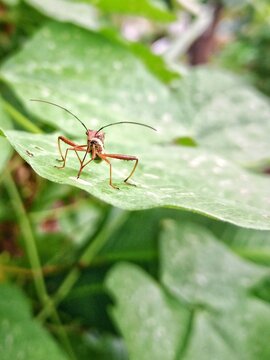 Leaf Footed Bug Standing on Green Leaf with Blurred Background