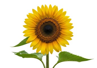 Obraz premium Bright yellow sunflower with green leaves isolated on white background