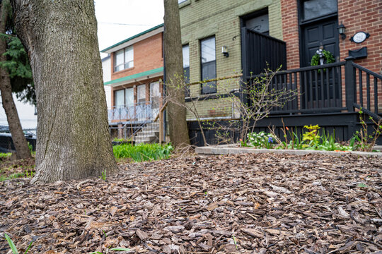 Wood mulch covering soil around trees in residential front yard garden.