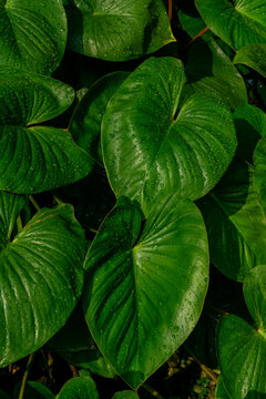 close-up of lush heart-shaped green leaves, Homalomena rubescens plant or "King of Hearts" or "Shield Plant" covered in fresh water droplets