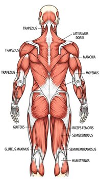 Human body muscle anatomy diagram back.
