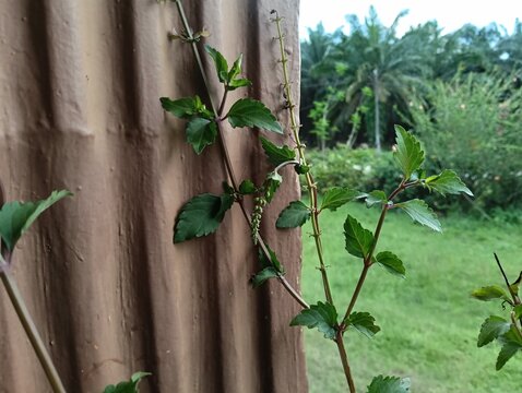 Cat's Whiskers or Java Tea plant close up. Orthosiphon aristatus or Orthosiphon stamineus plant