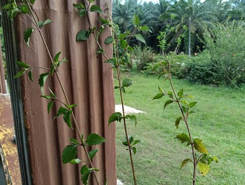 Cat's Whiskers or Java Tea plant close up. Orthosiphon aristatus or Orthosiphon stamineus plant