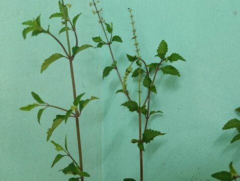 Cat's Whiskers or Java Tea plant close up. Orthosiphon aristatus or Orthosiphon stamineus plant