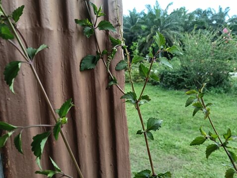 Cat's Whiskers or Java Tea plant close up. Orthosiphon aristatus or Orthosiphon stamineus plant