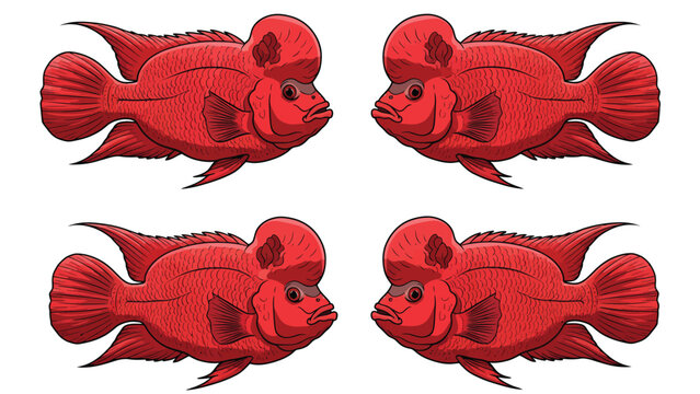 Four Red Flowerhorn Cichlid Fish Illustration Group on White Background