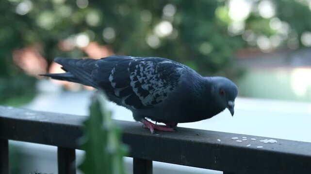 Pigeons perched on a weathered balcony railing of a Bangkok terrace house, Thailand.