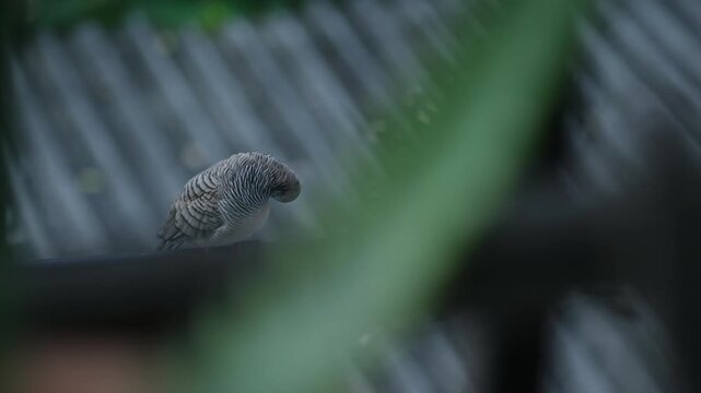 A single Spotted dove sits on an electric line with a city background on the outdoor.