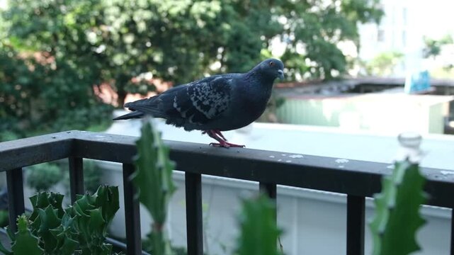 Pigeons perched on a weathered balcony railing of a Bangkok terrace house, Thailand.