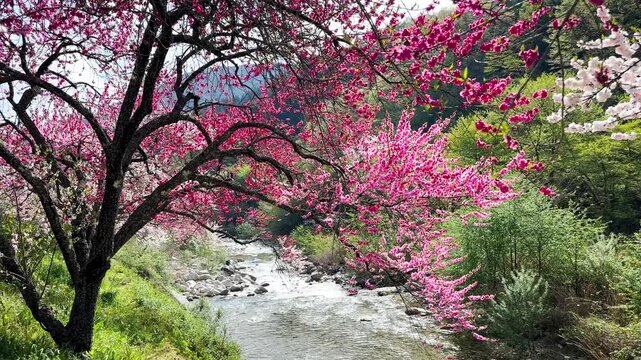 4K 60fps Beautiful Hanamomo peach blossom petals blowing in the wind by a mountain river in Japan.