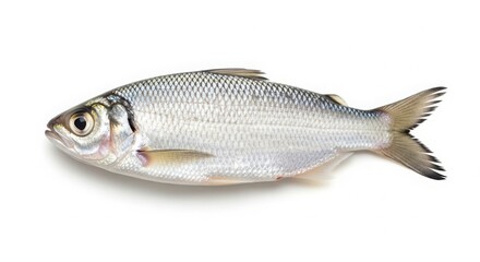 Fototapeta premium fresh raw silver herring fish isolated on white background close-up
