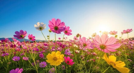 Fototapeta premium Vibrant Field of Pink Yellow Flowers.