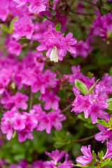Obraz premium A white butterfly sitting on bright pink azalea flowers blooming in the spring garden.