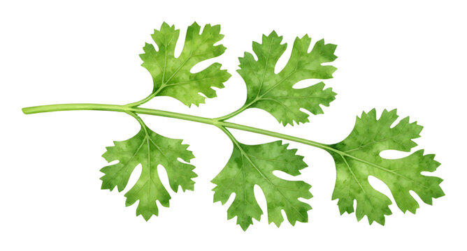 coriander leaves illustration, fresh cilantro herb, green dhania leaves, coriander stem fresh, organic herb plant, white background coriander, healthy leafy herb, kitchen ingredient herb, natural cook
