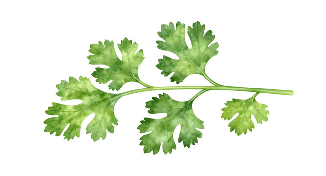 coriander leaves illustration, fresh cilantro herb, green dhania leaves, coriander stem fresh, organic herb plant, white background coriander, healthy leafy herb, kitchen ingredient herb, natural cook