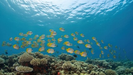 Obraz premium A vibrant underwater scene showcasing a school of small yellow fish swimming above a coral reef, with sunlight filtering through the wavy blue water surface