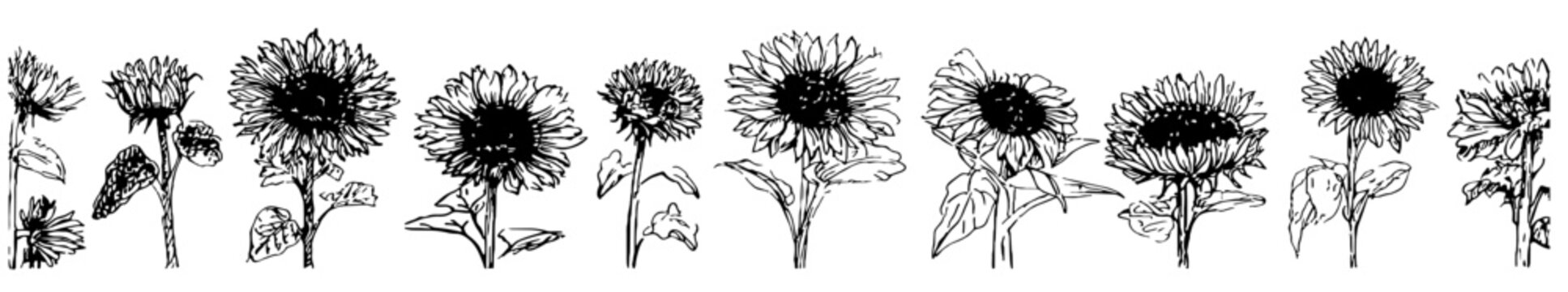 Wide format horizontal sunflower repeat with detailed petals ideal for floral border botanical art rustic decor and farmhouse design