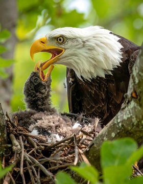 Close-up of a bald eagle feeding a young eaglet in a nest built in a tree, showing the bond of nature