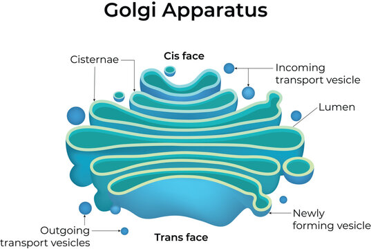 Golgi Apparatus Diagram with Cisternae and Vesicles Design Vector Illustration