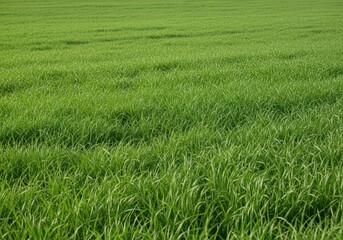 Fototapeta premium Golden wheat field under a hazy sky with distant cityscape