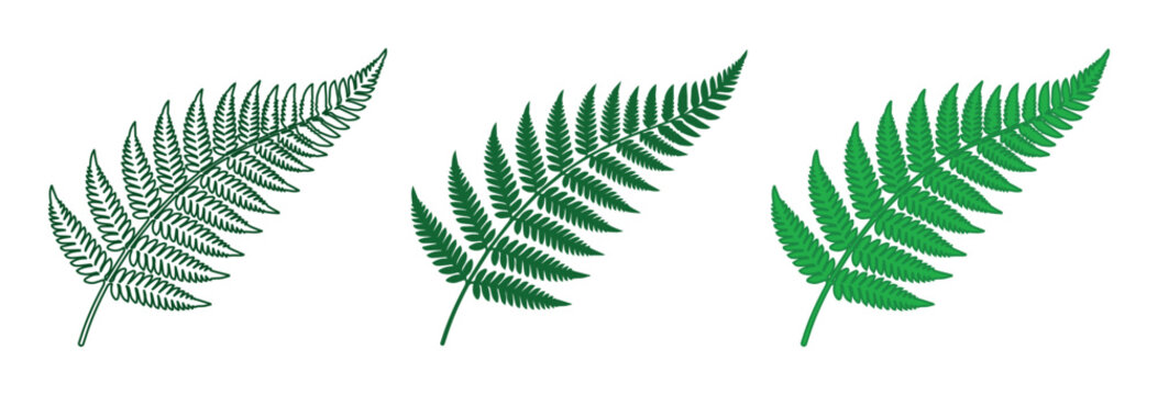 Green fern leaf vector set, botanical silver fern foliage icons, tropical plant frond illustrations for nature branding and logo design