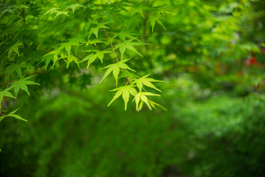 Green leaves of Japanese maple, Acer platanoides, in the garden