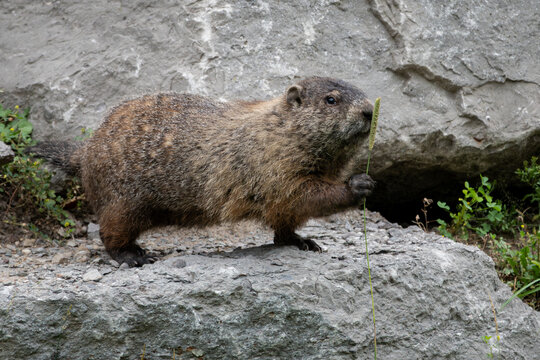 A side profile of a groundhog standing on a gray rock and holding the stem of grass in its paw, sniffing the seedhead