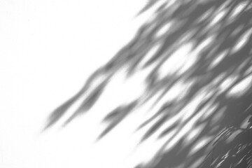 Fototapeta premium Abstract natural tree branch leaves shadow on white wall background