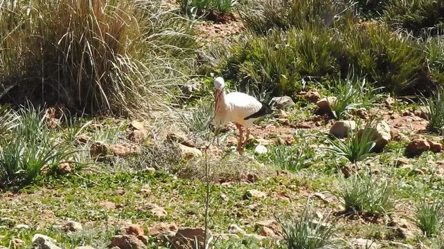 White stork collecting straw to build its nest. The bird uses its beak to gather materials, forming a soft lining that protects and keeps eggs warm in the nesting site.