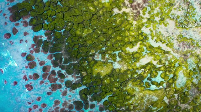 Aerial top down view of a stunning coastal landscape featuring vibrant green algae covered rocks contrasting with bright blue ocean water
