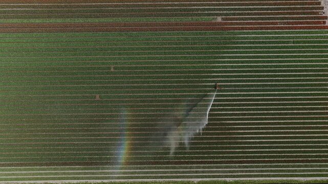 Aerial top down view of an agricultural sprinkler system watering a vast green field, creating a beautiful rainbow in the fine mist under the sunlight, showcasing modern farming technology