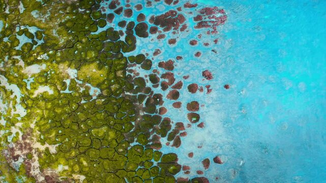 4k aerial top-down perspective capturing a dramatic coastal landscape with two small figures walking along a path on the unique, moss-covered green rocks of the Laomei Green Reef as it meets the clear