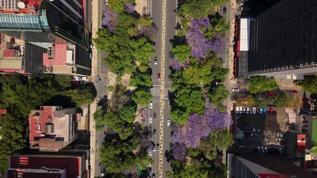 Aerial perspective of jacaranda season on Reforma boulevard