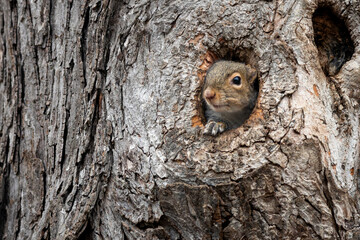 A cute Eastern gray squirrel peeks curiously out of a small hollow in the textured bark of a large tree trunk, resting one paw on the edge. © George Schmiesing