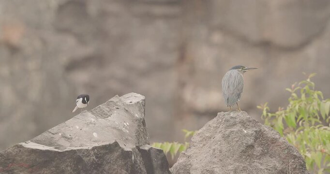 Watchful Striated Heron and singing Pied Wagtail on river rocks; cinematic morning winter interaction.