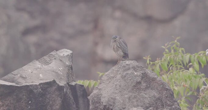 Striated Heron startled by Kingfisher dive; detailed avian conflict and behavioural surprise on a winter morning