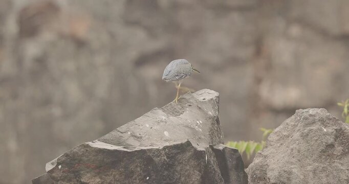 Striated Heron walking on stone quarry edge; detailed pre-sunrise movement and stealthy hunt behaviour