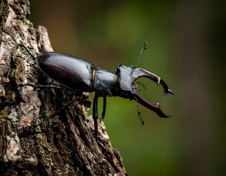 Close-up of a large Japanese stag beetle (Dorcus hopei binodulosus) on an oak tree trunk, wildlife photography