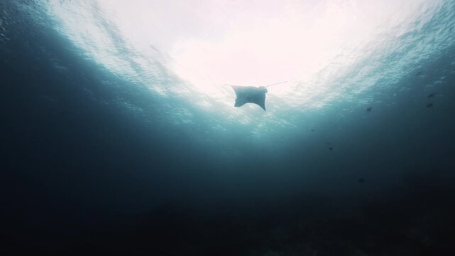 Manta ray silhouette. Experience the awe-inspiring sight of a manta ray soaring gracefully through the lagoon, backlit by radiant sunbeams. Perfect for nature documentaries. Wild marine animals