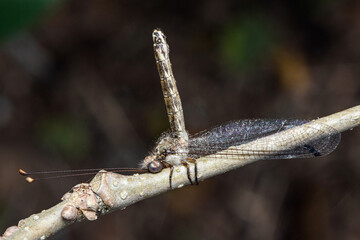 Fototapeta premium Owlfly resting on branch with long antennae