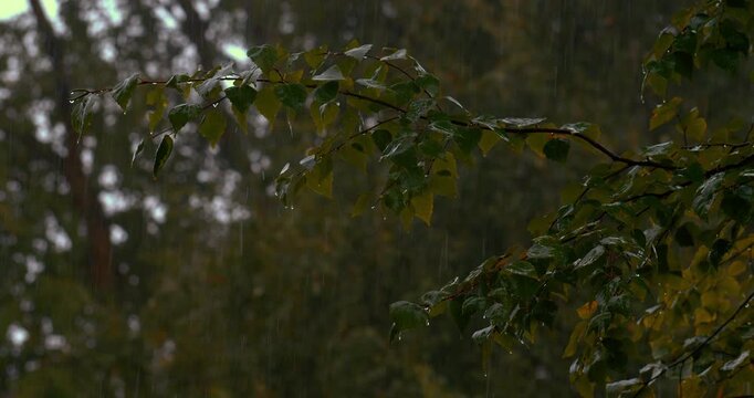 Raindrops fall on the wet green and yellow leaves of a slender branch against a dark, blurred forest background.