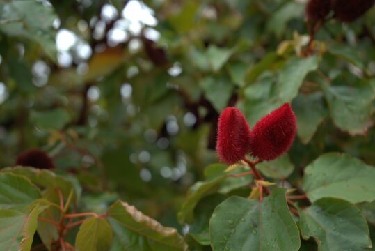 Vibrant red achiote seed pods (Bixa orellana) on a branch with green leaves and bokeh background